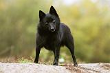 SCHIPPERKE 827